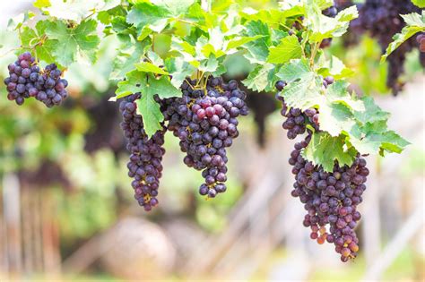 Grape Plant