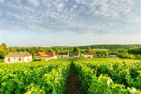 Champagne Cellars and Vineyards in Reims, Epernay and Troyes