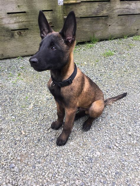 My malinois puppy Kato a few weeks ago : r/BelgianMalinois