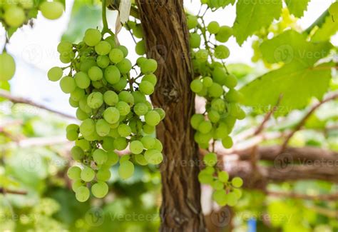 Green Grapes on the vine 11820283 Stock Photo at Vecteezy