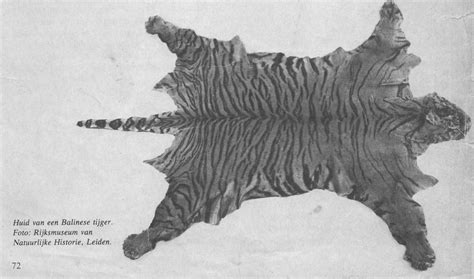 This Day in History: Sep 27, 1937: Balinese Tiger declared extinct ...