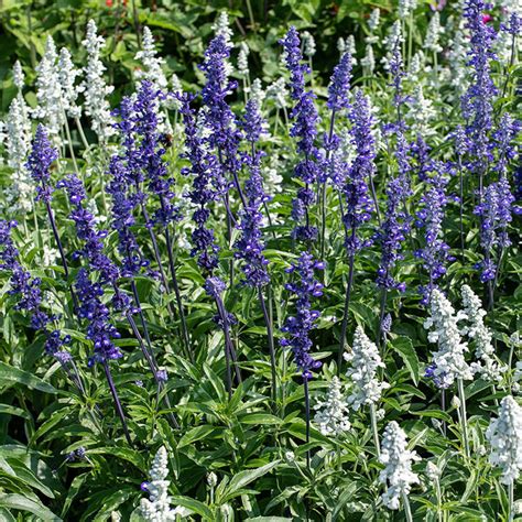 Salvia Farinacea Blue Victory 25 Seeds Annual/Perennial | Etsy