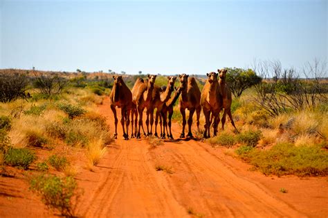 Gibson Desert, Outback, Australia | Australia, South australia, Trees ...