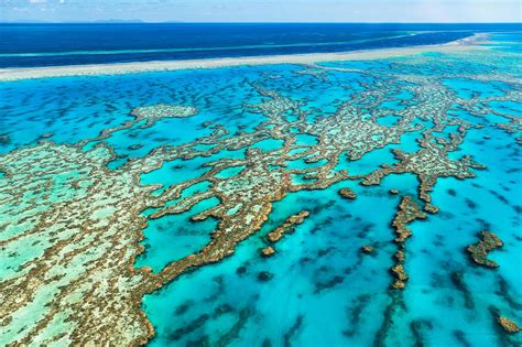 Highest Coral Cover in Central, Northern Great Barrier Reef Since ...