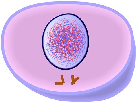 Prophase 1 mitosis - polizinside