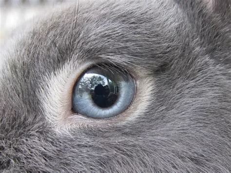 7 Types of Rabbit Eye Colors and Their Rarity (With Pictures) | Pet ...