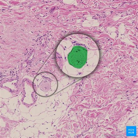 Peripheral nerves: Histology and clinical aspects | Kenhub