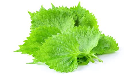 Shiso Leaves: More Than Just A Pretty Decoration On Your Sushi Platter