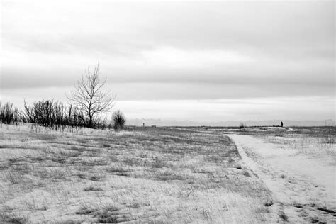 Winter Starkness | Nose Hill Park, Calgary | Steve Wilson Photography ...