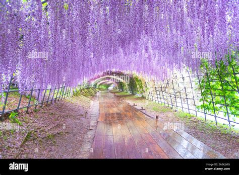 Wisteria Tunnel at Kawachi Fuji Garden (Fukuoka, Japan Stock Photo - Alamy