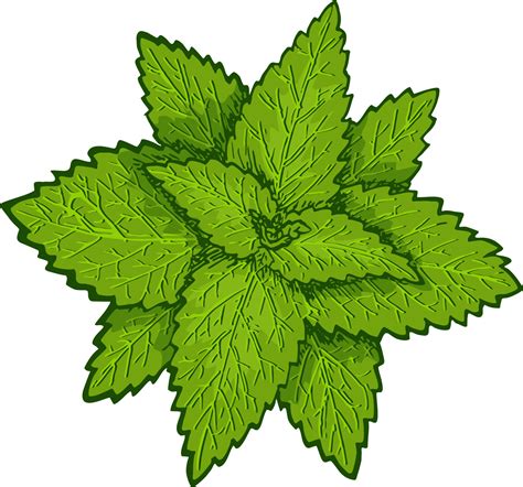 Mint. Mint leaves, mint plant. Botanical drawing 7314594 Vector Art at ...