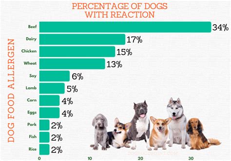 Dog Food Allergies: Symptoms And Treatment?