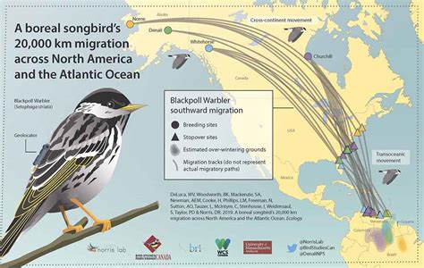 Blackpoll Warbler Migration (U.S. National Park Service)