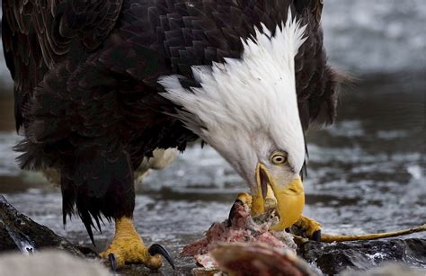 Eagle Gallery: american bald eagle diet