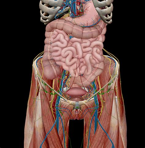 Pelvic Cavity Anatomy