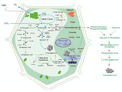 Metabolic pathway of lipid biosynthesis. | Download Scientific Diagram