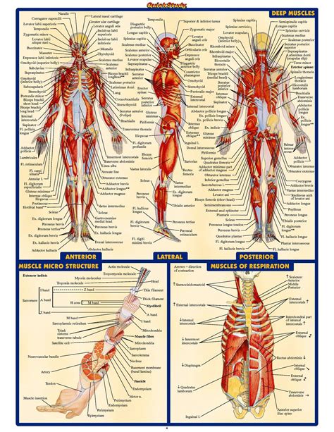 Human anatomy systems, Human anatomy, Anatomy and physiology