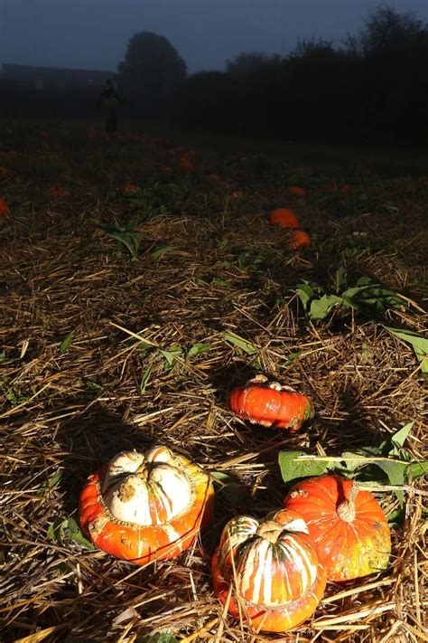 Trevaskis Farm - the perfect place to pick your own Halloween pumpkins ...