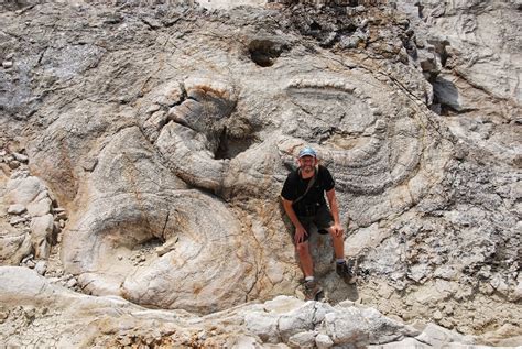 A walk amongst the stones: Fossil Forest. Lulworth