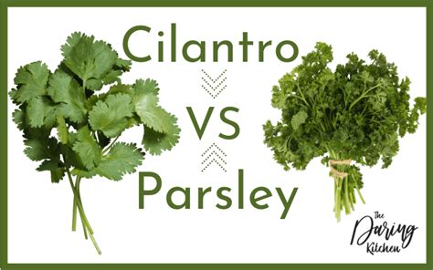 Cilantro vs Parsley - What Is The Difference? - Daring Kitchen