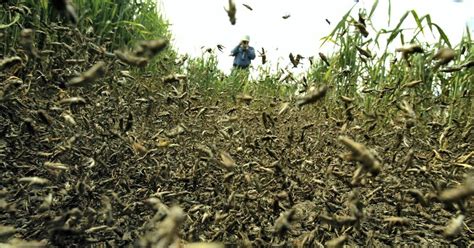 Sciency Thoughts: Plagues of Locusts from Sudan and Eritrea threatens ...