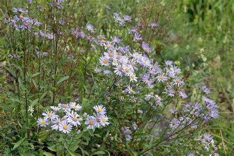 Plants of Aster amellus. Order: Asterales Family: Asteraceae Tribe ...