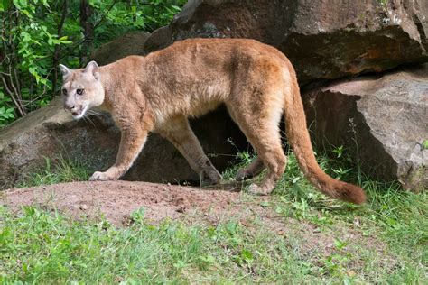 photoscope: Mountain Lion,or Cougar in natural habitat 2014