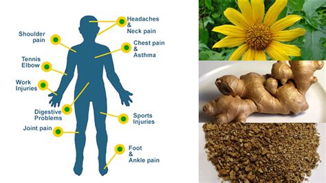 6 Herbal Remedies for Natural Pain Relief - YouTube