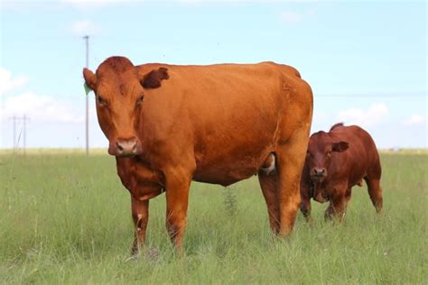 Bonsmara Cattle Breed: Pictures, Facts, Uses, Origins & Characteristics ...