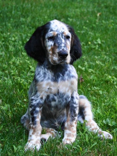 Tri Color English Setter Puppy - It is part of the Setter family, which ...