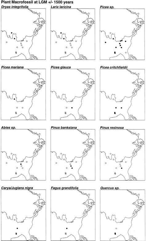 Presence/absence maps for selected plant macrofossil types in LGM ...