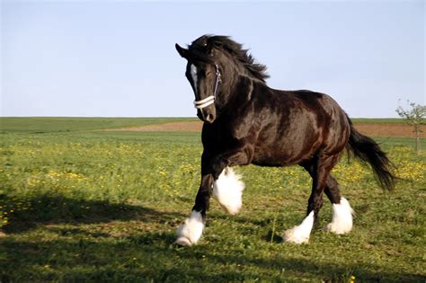 Os 10 melhores rascunhos de raças de Cavalos para ajudá-lo em Homestead ...