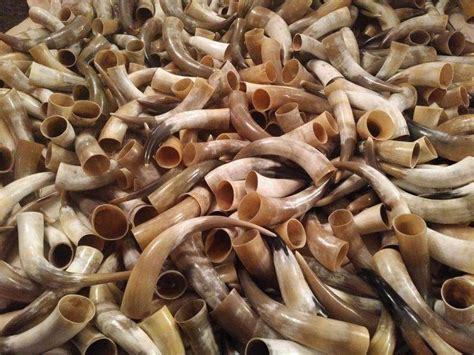 Raw Cow Horns For Sale At Good Rate