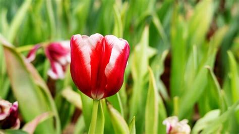 Premium Photo | Red tulip flower in a garden.