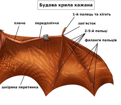 Bat Wing Bone Diagram