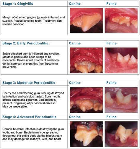 Is Gingivitis In Dogs Painful