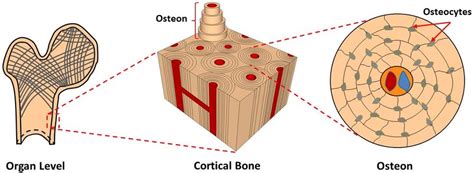 Diagram Of Osteon