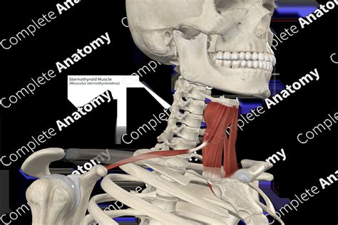 Sternothyroid Muscle | Complete Anatomy