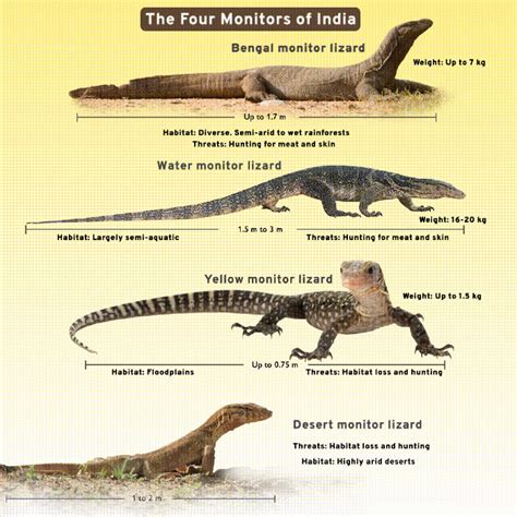 Meet The Monitor Lizards Of India - Wildlife SOS