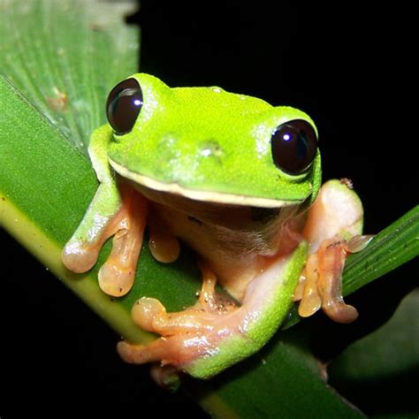 Pin by Caroline Lofquist on animals | Tree frogs, Pet frogs, Whites ...