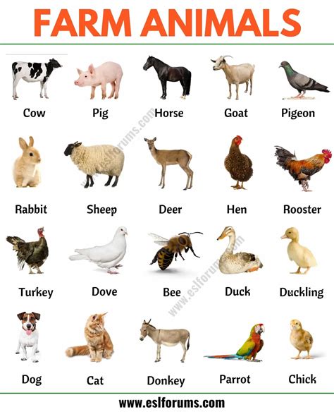 Farm Animals: List of 15+ Popular Farm/ Domestic Animals in English ...