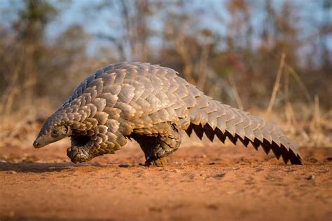 Collection of Photos of Pangolin Sightings in the Greater Kruger