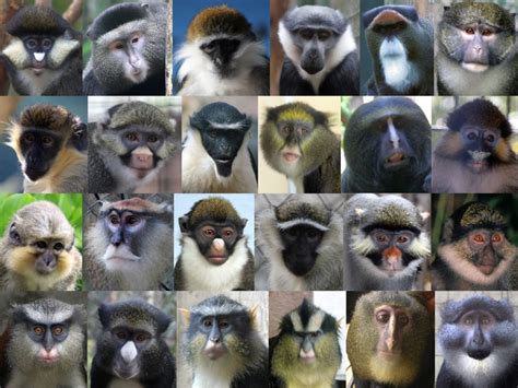 Species Of Monkeys Chart