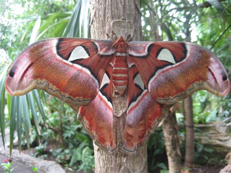 Giant Atlas Moths fluttering into the Butterfly Center soon | BEYONDbones