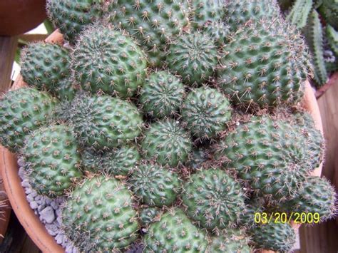 home depot plants - CactiGuide.com