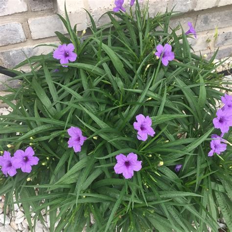 Ruellia simplex, Mexican Petunia - uploaded by @bdonaway