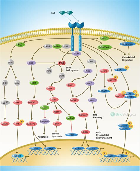 Egfr Kras Pathway