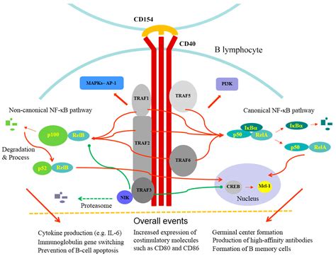 Frontiers CD40L And Its Receptors In Atherothrombosis—An, 45% OFF