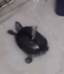 Happy Dance GIF - Turtle Turtleday Twerk - Discover & Share GIFs Funny ...