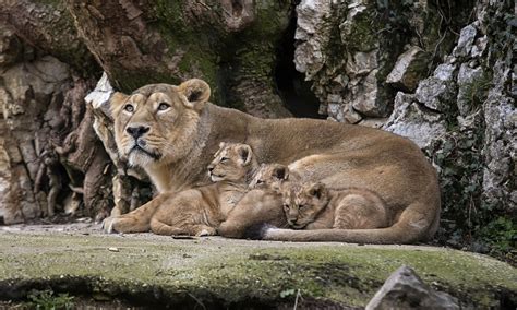 est100 一些攝影(some photos): Asiatic lion, one of the world's rarest ...